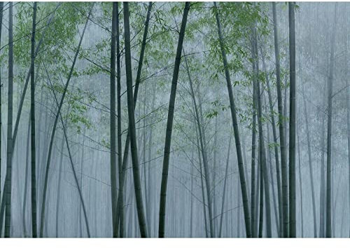 Blau Fototapete | Wald Tapete in Grau Grün | Wellness Fototapete mit Bambuswald für Schlafzimmer und Badezimmer | Asiatische Bambus Fototapete aus Vlies