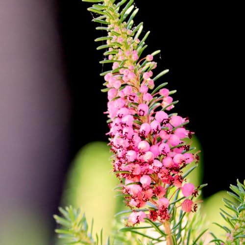 500 Pcs Heidekraut Samen - Stauden Winterhart Mehrjährig, Deko Blumen Kräuterpflanzen (Calluna Vulgaris) Herbstpflanzen Wiesensamen Gartenbedarf Wildblumen Exotische Pflanzen Samen,
