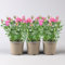 Rose 'Fame Kordana® Classic' gelb, orange, Topf-Ø 10,5 cm, 3er-Set