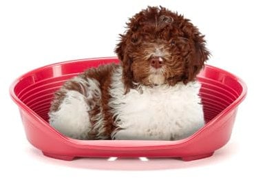 Ferplast Hundebett Katzenbett Kunststoff-Hundebett Medium Hundeliege waschbar Hundekorb atmungsaktiv rutschfest Siesta Deluxe, 74 x 48 x h 25 cm, Bordeaux