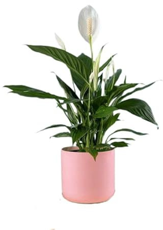 SMPLY - Lirio de la Paz - Planta Natural de Interior muy Decorativa Ideal para el Hogar, la Oficina o para Regalar (M21) - San Valentín - Mujer Regalo día De la Madre