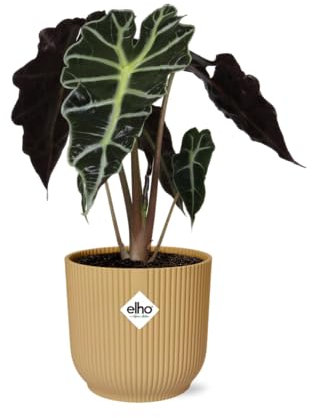 Alocasia 'Polly' in Vibes Fold gelb - 35-45cm - Ø14cm - Zimmerpflanze - Immergrün