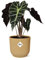 Alocasia 'Polly' in Vibes Fold gelb - 35-45cm - Ø14cm - Zimmerpflanze - Immergrün
