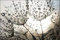 Muralo Fototapete Blumen 150 x 225 cm Vlies Tapete Wandtapeten Pusteblumen Wassertropfen Optik Wohnzimmer Schlafzimmer Moderne Wandbilder XXL Pflanzen Natur Wand Dekoration