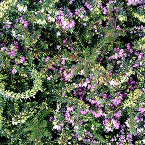 Winterheide Rot - Erica Carnea Rot - 12-15 cm Topf - Rote Blüten und immergrünes Laub