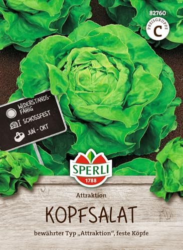 Sperli Salatsamen Attraktion Attractie 82760, Gemüsesaat | Gemüsesamen für schossfesten Kopfsalat, für Gemüsegarten und Gemüseanbau, Samen für frisches Gemüse