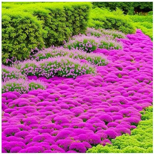 Rote Kriech-Thymian Samen – Mehrjährige, Winterharte Bodendecker-Pflanze, Thymus Serpyllum Blumensamen für Garten, Balkon und Landschaftsgestaltung (Rose Red 100pcs)
