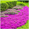 Rote Kriech-Thymian Samen – Mehrjährige, Winterharte Bodendecker-Pflanze, Thymus Serpyllum Blumensamen für Garten, Balkon und Landschaftsgestaltung (Rose Red 100pcs)