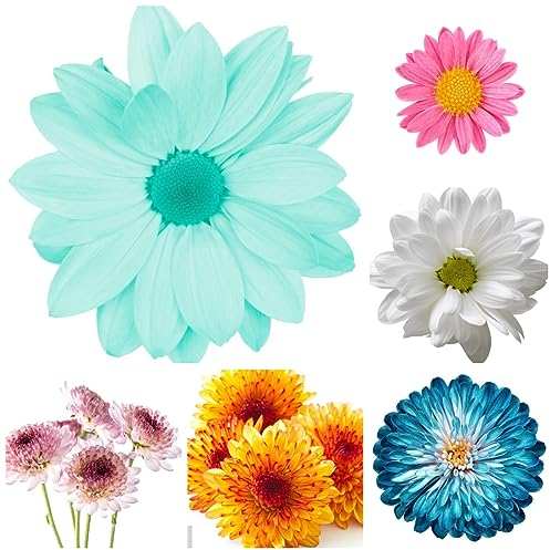 350 Pcs Chrysantheme Samen, Chrysanthemen Bodendecker Winterhart Mehrjährig (Chrysanthemum) Luftreinigende Zimmerpflanzen,Balkon Blumen Wildblumensamen Mehrjährig,Deko Wohnzimmer Blumensamen