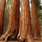 New Fresh 15 semi di albero di sequoia gigante