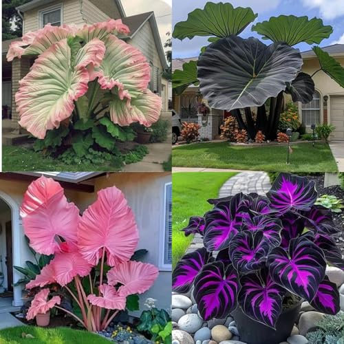 Elefante bulbi,alta durata,Tuberi auricolari di elefanti,bulbi di fiori per diversi anni,Ornamenti Eccellenti,decorativi,taro per piante per le orecchie di elefante.-3bulbi-A