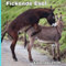 Fickende esel kalender 2026