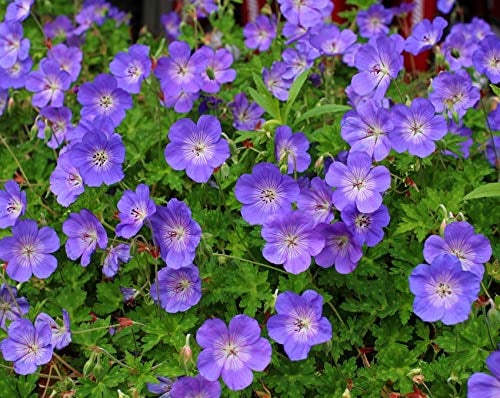 1 x Geranium 'Rozanne ®' im 1 Liter Topf (Winterhart/Stauden/Staude/Mehrjährig/Bodendecker) Storchschnabel - Farbenpracht von Frühling bis zum ersten Frost - Dauerblüher - von Stauden Gänge