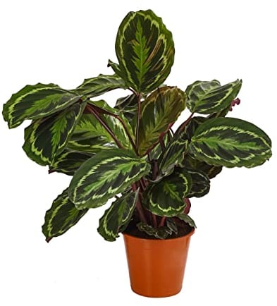 Dehner Korbmarante Medaillon, Calathea roseoptica, luftreinigend, ca. 40-45 cm, Ø Topf 19 cm, Zimmerpflanze
