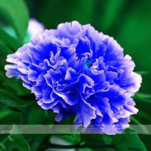 RARE CHINAS Strauchpäonie SEEDS Strauch-Pfingstrose-Blumen-Gartendekoration Pflanze eine Vielzahl von Farben frei 20pcs F01 Blau