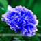RARE CHINAS Strauchpäonie SEEDS Strauch-Pfingstrose-Blumen-Gartendekoration Pflanze eine Vielzahl von Farben frei 20pcs F01 Blau