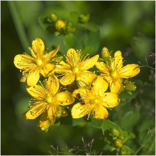 Pacchetto di 500 semi, erba di San Giovanni Erba Seeds (Hypericum perforatum)