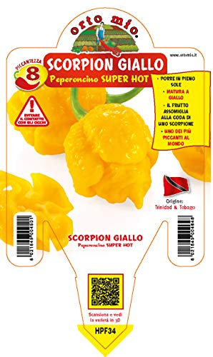 1 PIANTA IN VASO Ø14CM PEPERONCINO ULTRA PICCANTE TRINIDAD SCORPION G. ORTOMIO