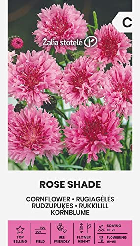 Zalia stotele | BLEUET - TEINTE ROSE des Graines | Graines de Fleurs | Graines de Plantes | Graines de Jardin | 1 Paquet