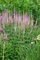 Veronicastrum virginicum 'Roseum' ca. 9x9 cm Topf - Virginischer Ehrenpreis, rosafarbene Blüten, Blütezeit Juli-September, ideal für Rabatten, bienenfreundlich, pflegeleicht