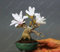 30 PC/bag Magnolie Samen mini Magnolie Bonsai, schöne Blumensamen Innen- oder ourdoor Topfpflanzen DIY für Hausgarten 1