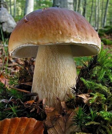 Vaccino micorrizico (micorrize) - porcini - pistacchio - burrone di baia - funghi di bosco commestibili - semi