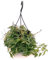 POWERS TO FLOWERS - CISSUS, PARTHENOCISSUS AMAZZONICA, pianta vera