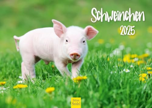 Edition Seidel Premium Kalender Schweinchen 2025 Format DIN A4 Wandkalender Tierkalender Tiere Schwein Ferkel Frischling Wildschwein heimische Säugetiere