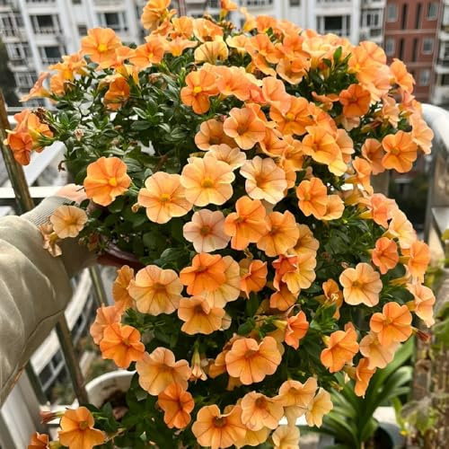 Zauberglöckchen samen (Calibrachoa elegans), zimmerpflanzen,schnell wachsender blumensamen geschenk,garten pflanzen hochbeete für garten,einfach zu Pflanzen schattenpflanzen 100pcs