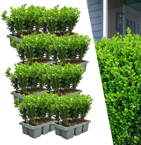 Bosso – Buxus NewGen Freedom – 48 piante – altezza circa 15 cm – vaso Ø 7 cm – compatto e compatibile con il taglio – pervinca resistente all'inverno – ideale per siepi e topiaria
