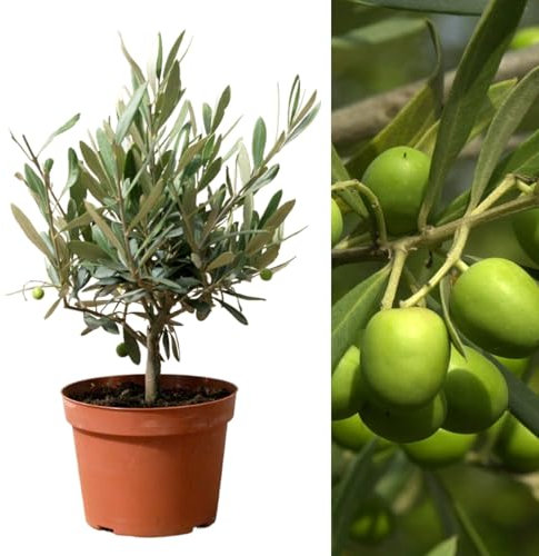 Carbeth Plants Real Olive Tree Mature Stem - Olive Trees in 14cm Pots Outdoor 'Olea Europa' - Indoor and Outdoors Fruit Tree - Ideal Olives Gift for Gardening in Patio