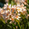 40 pcs Oleander Pflanzen Samen plantura bäume kaufen Oleander Samen Winterhart garten geschenke für frauen Exotische Pflanzen Samen, Winterharte Kübelpflanzen gartensamen, kübelpflanzen