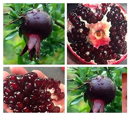 Stk - 20x Schwarzer Granatapfel Punica granatum Obst Pflanzen - Samen A315 - Seeds & Plants Shop by Ipsa