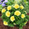 Pfingstrose Itoh Yellow Passion (1 Pflanze), große Päonien Hybride, Winterharte mehrjährige Staude, Pflanzen aus Holland für Garten und Topf (kein Samen, Zwiebeln und nicht künstlich) (Gelb)