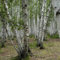 200 pcs Weiße Birke Samen bäume kaufen nachhaltigkeit geschenke Betula platyphylla - Birken Samen - topfpflanzen draußen winterhart bonzai baum pflanzendeko bonsai baum tree baumsamen
