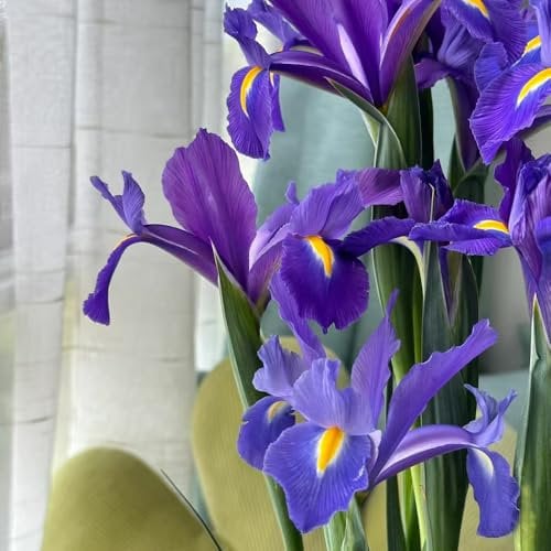 iris zwiebeln winterhart mehrjährig - blumenzwiebeln mehrjährig winterhart garden schwertlilien iris - Seltene Pflanzen serie - bonsai topf stauden gartenblumen blumenwiese indoor 3pcs