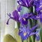 iris zwiebeln winterhart mehrjährig - blumenzwiebeln mehrjährig winterhart garden schwertlilien iris - Seltene Pflanzen serie - bonsai topf stauden gartenblumen blumenwiese indoor 3pcs