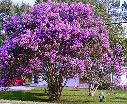 Lagerstroemia indica viola Powhatan pianta in vaso 7x7 cm Vivaio di Castelletto