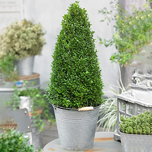 Planta de boj piramidal en maceta viva de 60-70cm, arbusto perenne de boj para jardín.