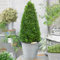 Buxus Buchsbaum Pyramide lebende Garten-Topiary-Pflanze immergrüner Strauch 60-70cm