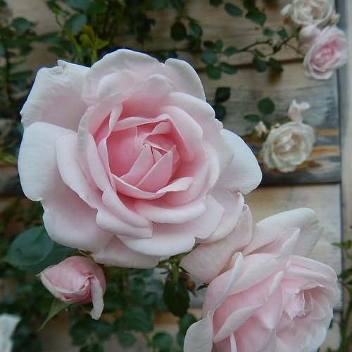 2 x Kletterrose New Dawn - Mehrjärig, Zartrosa und Winterhart - Duftend | Öfter blühend