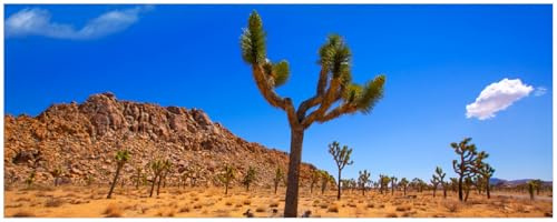 Wallario Memoboard aus Glas mit Motiv, Magnet-Tafel in 32 x 80 cm in Premium Qualität Palmlilie im Nationalpark Yucca Valley Wüstenlandschaft