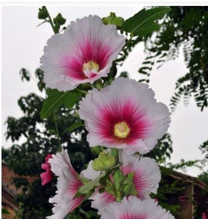 Plentree Paquete de semillas: sementes reales pr barato nuevo jardín casa bonsái 20pcs / lote malva país romance mezcla alcea rosa floración: 2