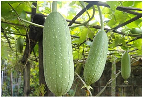 PREMIER SEEDS DIRECT - Gourd - LUFFA Sponge - 20 Seeds - Great Fun & Unusual