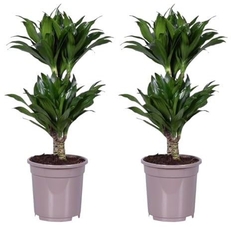 Plant in a Box - Dracaena deremensis 'Compacta' - lot de 2 - Dragonnier - Plantes d'intérieur - Taille du pot 17cm - Hauteur 50-65cm