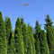 Gardline - Thuja Smaragd 100-120 cm IM TOPF. 3-200 Heckenpflanzen. Auch im Sommer pflanzen - 27 St. (ca. 9 Meter)
