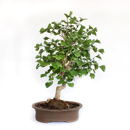 KENTIS - Ginkgo Biloba Bonsai - Bonsai Stile Giapponese - Pianta Naturale Decorativa da Esterno - H 65-75 cm Vaso in Ceramica Ø 35 cm