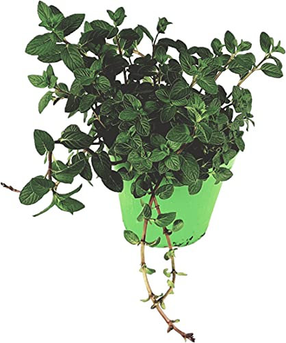 1 PIANTA DI MENTA ROSSA GLACIALE IN VASO 14CM ORTOMIO