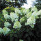 Hydrangea Paniculata 'Silver Dollar' Rispenhortensie 30-50 cm – winterhartes Laubgehölz, reichblühend, kompakter Wuchs, ideal für Garten & Kübel