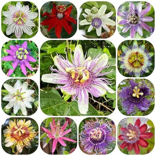 passionsblume, exotische für sonnige plätze winterharte garten gartendeko für draußen kletterpflanzen 600samen
